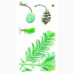 Саженцы: Метасеквойя – Metasequoia glyptostroboides