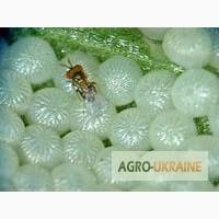 Трихограмма (обследование посевов, доставка, внесение)