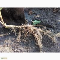Продам живці (пагони), смородини чорної елітних популярних сортів