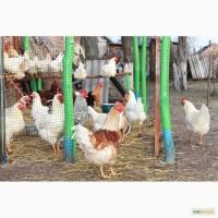 Яйце інкубаційне кури Геркулес