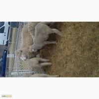 Закупаем шерсть овечью немытую