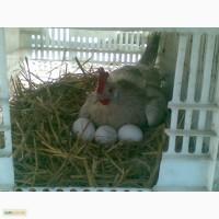 Продам яйце інкубаційне білого легорна