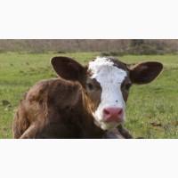 Продам молочних телят на постійній основі