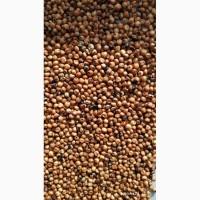 Продам сорго красное (светлое)-500 тонн, (базис)