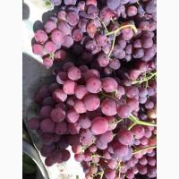Quality Grapes