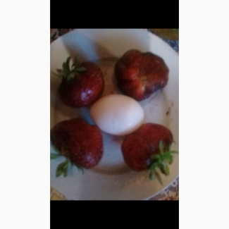 Купить саженцы клубники гигантелла макси