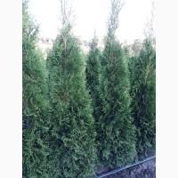 Продам саженцы туи западной СМАРАГД.Высота 1м -1, 5см