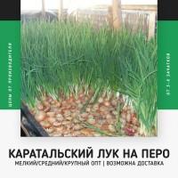 Лук на Перо | Сорт: Каратал |13, 5 грн./кг | ОПТ от 1000 кг