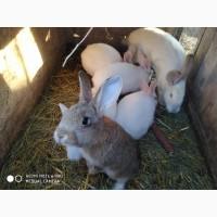 Продам кролів