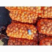 Продам лук. Сорт калипсо. Калибр 4-6