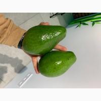 Продам АВОКАДО из Доминикан
