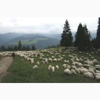 Продам вівці порода Карпатська