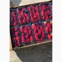 Продам тепличную клубнику оптом