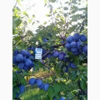 Продам сливу свіжу з саду ТопФіт