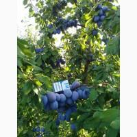 Продам сливу свіжу з саду ТопФіт
