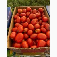 Продам помидор в качестве
