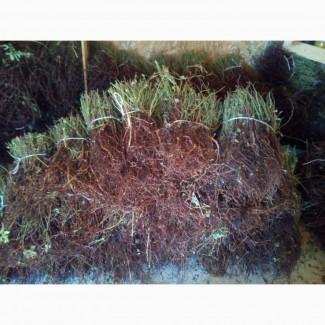 Продам саженцы шиповника безшипного