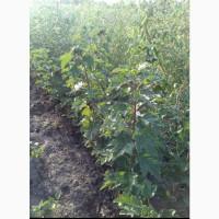 Смородина белая (семена 40 шт), (саженцы 1, 2, 3, года)