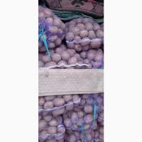 Продам товарный картофель
