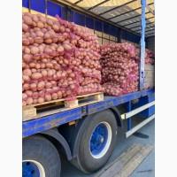 Продам картошку оптом, від 5 тонн, щита сітка, з піску, чиста