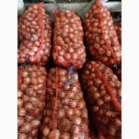 Продам лук репчатый на зелень