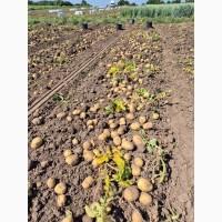Куплю картоплю товарну та насінну ОПТ Україна