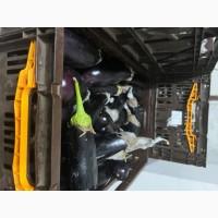 Продам баклажан, на переработку