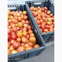 Продам помідор
