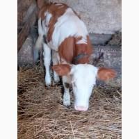 Продам теля