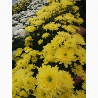 Продам хризонтему ветку отличного качества