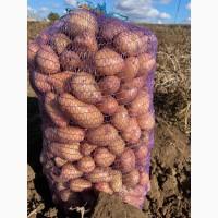 Продам товарный картофель, сорт Славянка
