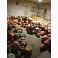 Продам гарбуз