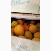 Продам абрикосы отличного качества