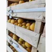 Продам абрикосы отличного качества