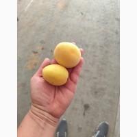 Продам абрикосы отличного качества
