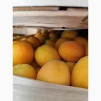 Продам абрикосы отличного качества