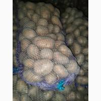 Продам картоплю