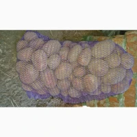 Продам товарный картофель Беларосса
