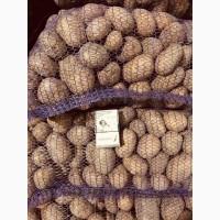 Картопля. Бельмонда товарна гарної якості