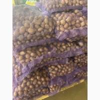Продам посадкову картоплю (4-6)