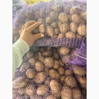 Продам посадкову картоплю (4-6)