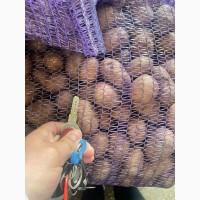 Продам посадкову картоплю (4-6)