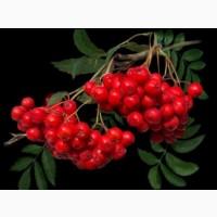 Горобина (рябіна) червона