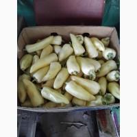 Продам перець Хаскі