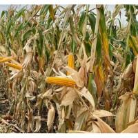 Наcіння кукурудзи ДБ Варта (ФАО 280) від виробника