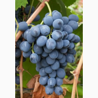 Продам виноград сорт Молдова