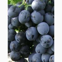 Продам виноград сорт Молдова
