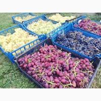 Продаю оптом елітний виноград