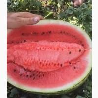 Продам кавун сорту Продюсер, Одесская обл. Регион: вся Украина, Одесская обл