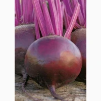 Продам Буряк столовий Пабло